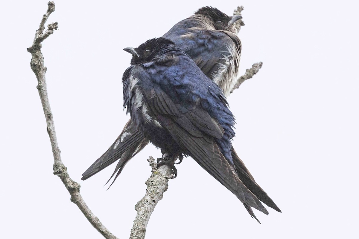 Purple Martin - ML636475469