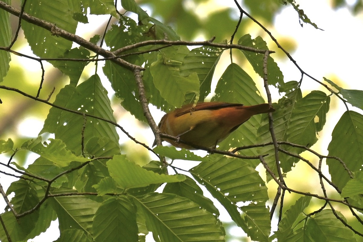 Summer Tanager - ML636475527
