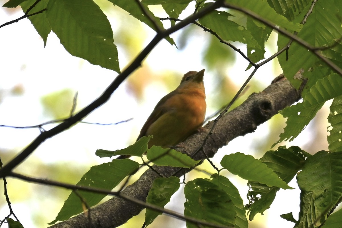 Summer Tanager - ML636475529