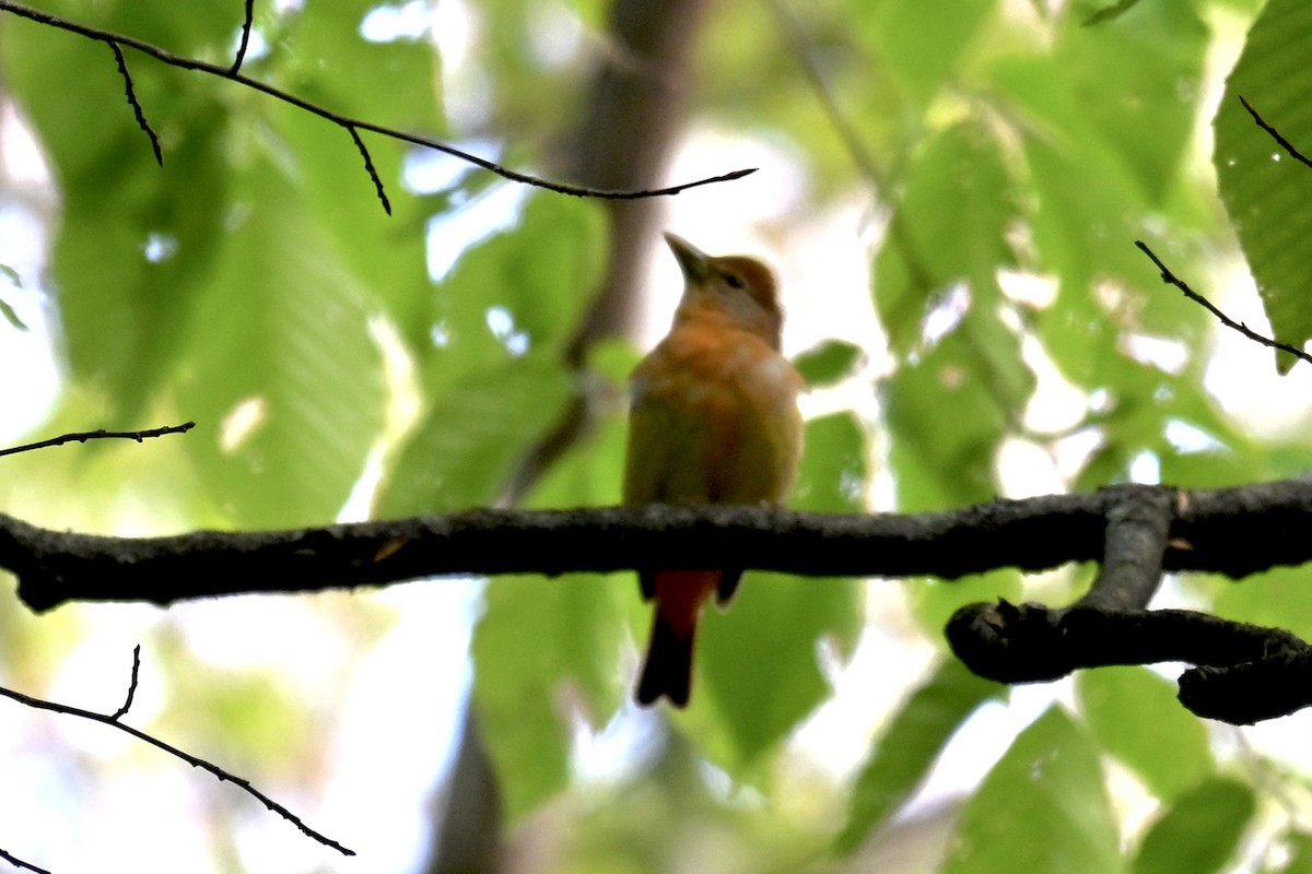 Summer Tanager - ML636475531