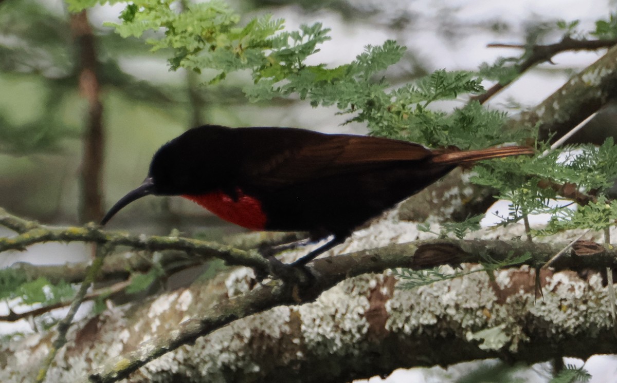 Scarlet-chested Sunbird - ML636475610