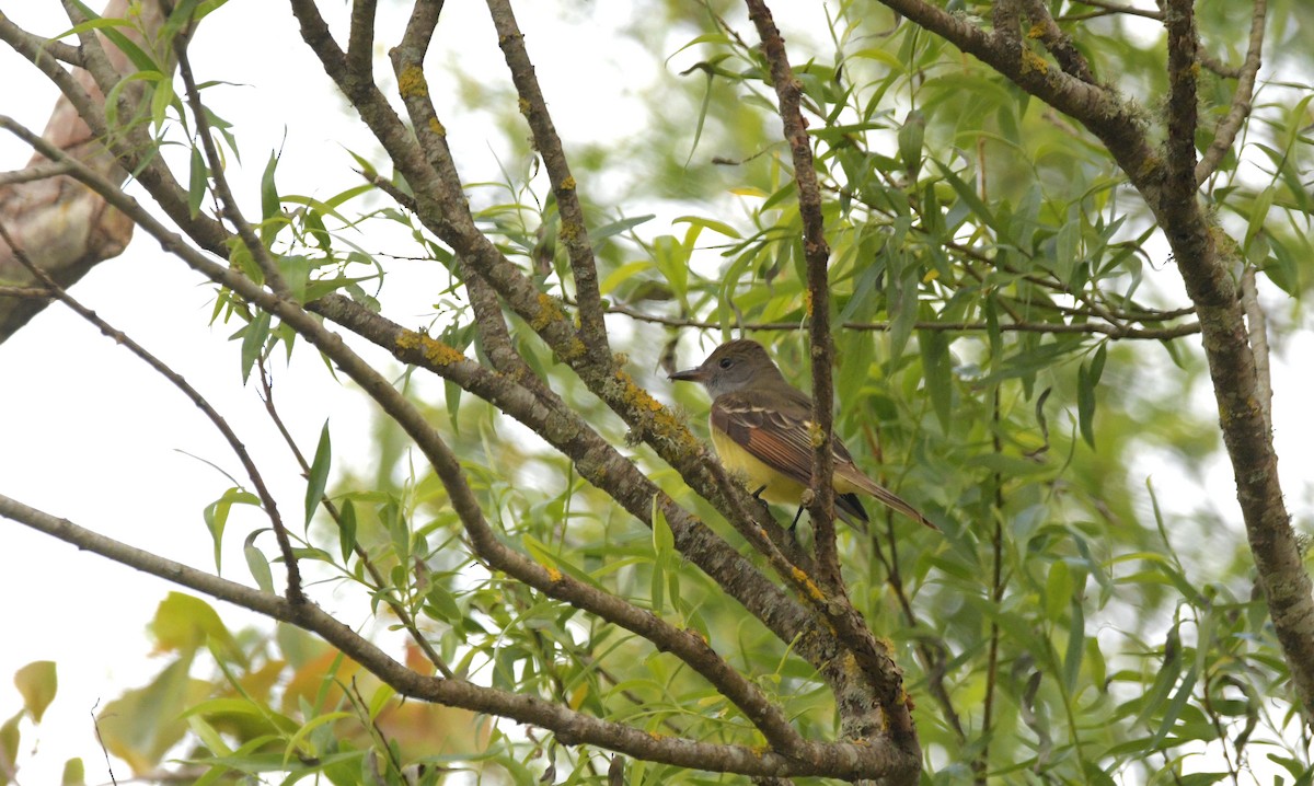 Great Crested Flycatcher - ML636475638