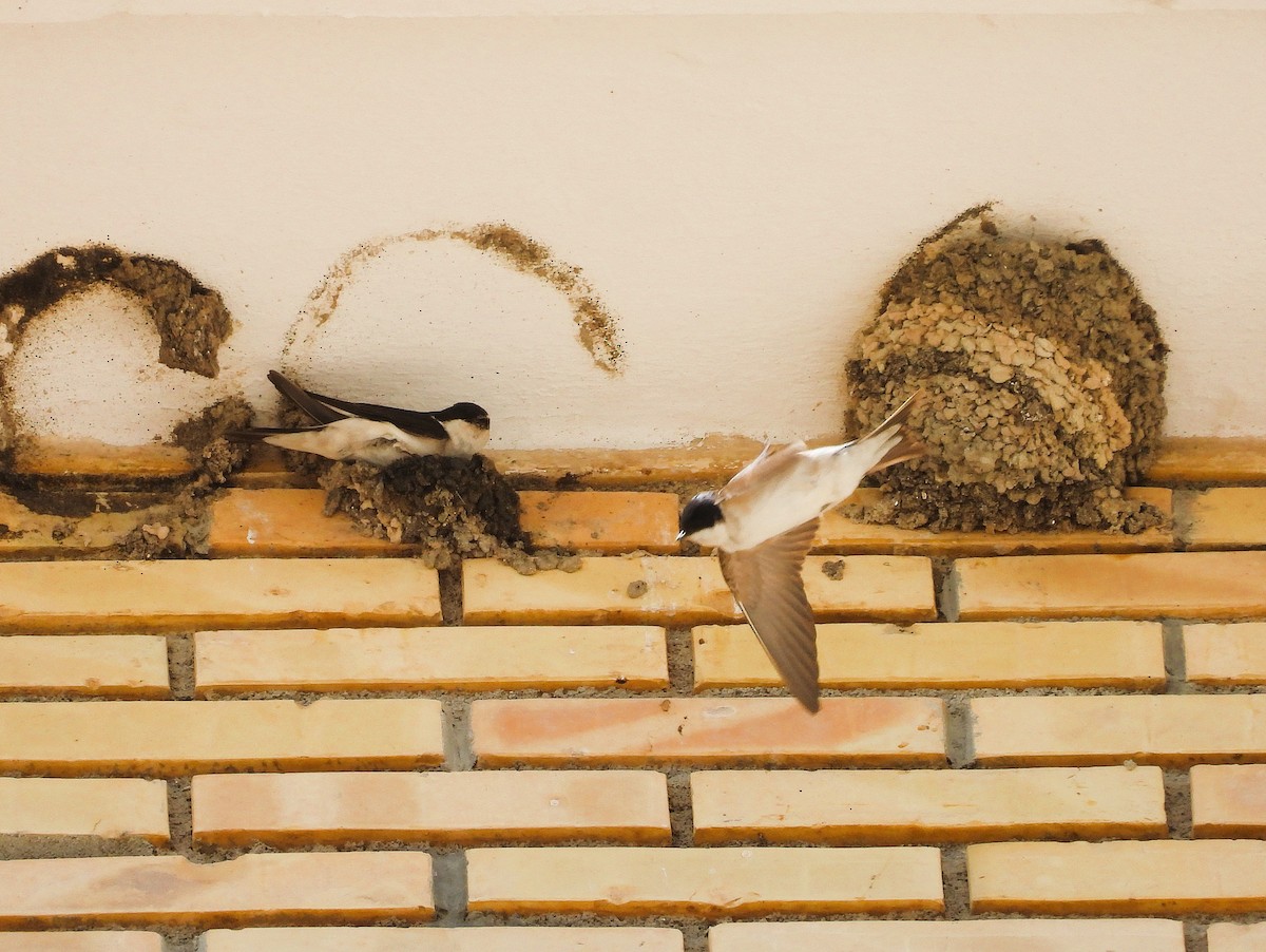 Western House-Martin - ML636475676