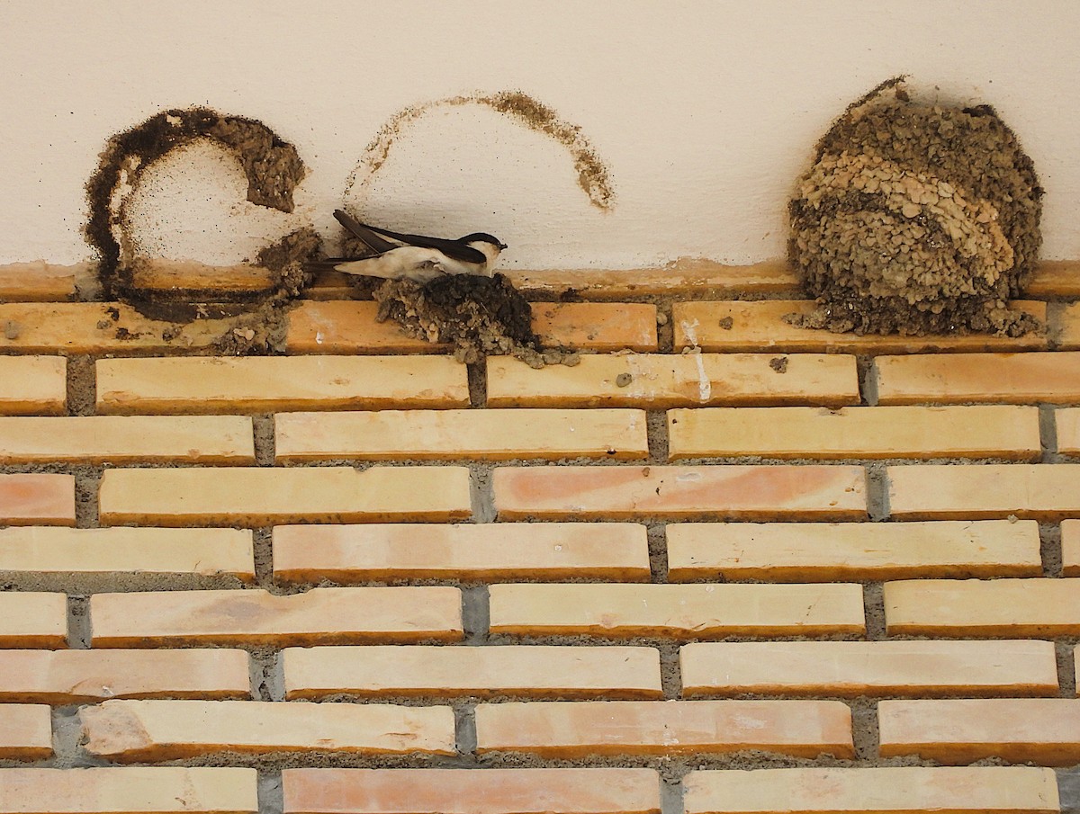 Western House-Martin - ML636475677