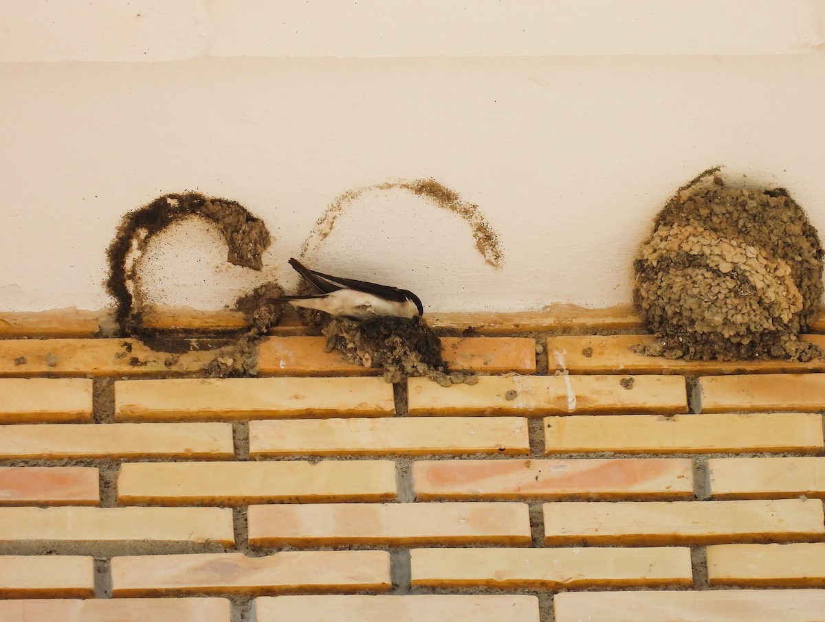 Western House-Martin - ML636475678