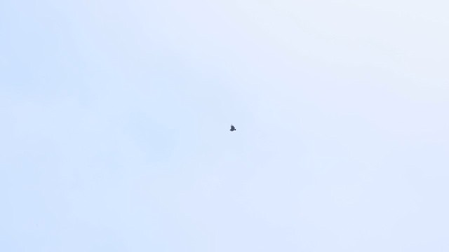 Black Vulture - ML636475726