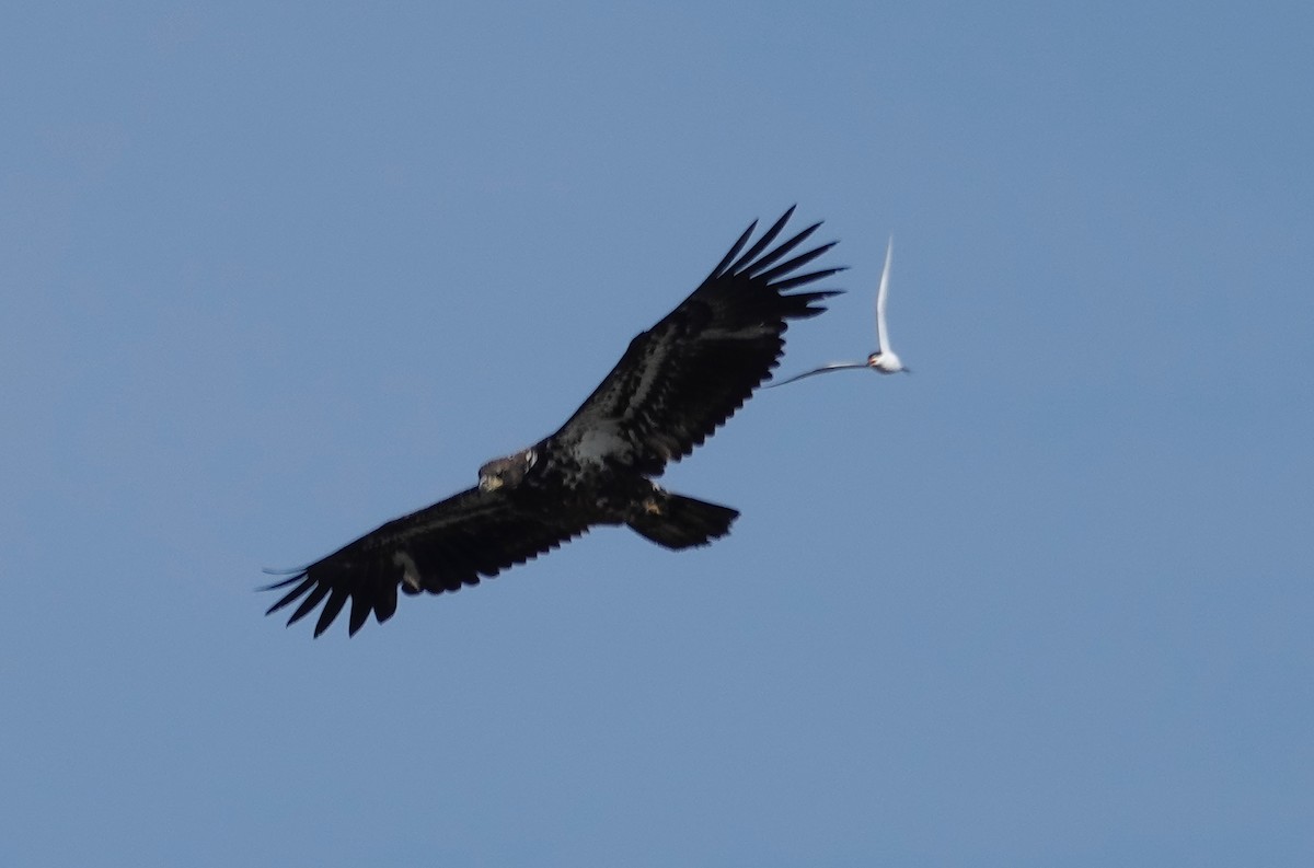 Bald Eagle - ML636475734