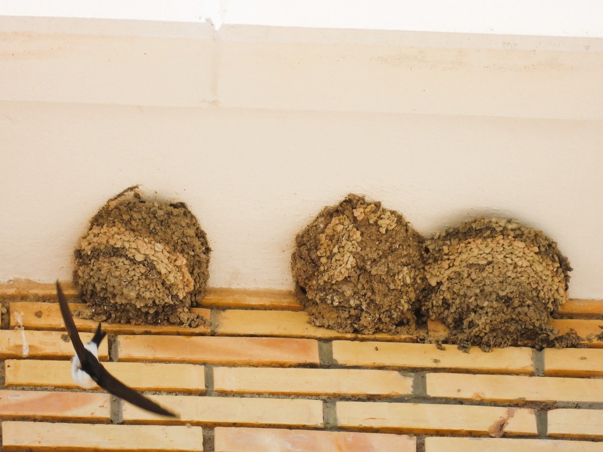 Western House-Martin - ML636475756