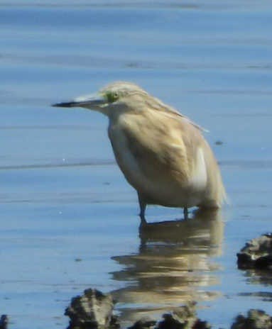 Squacco Heron - ML636475885