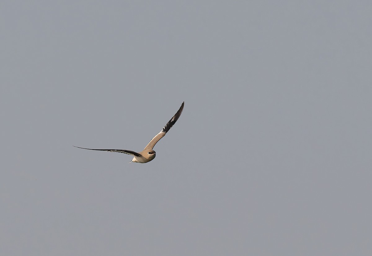 Glaréole lactée - ML636475937