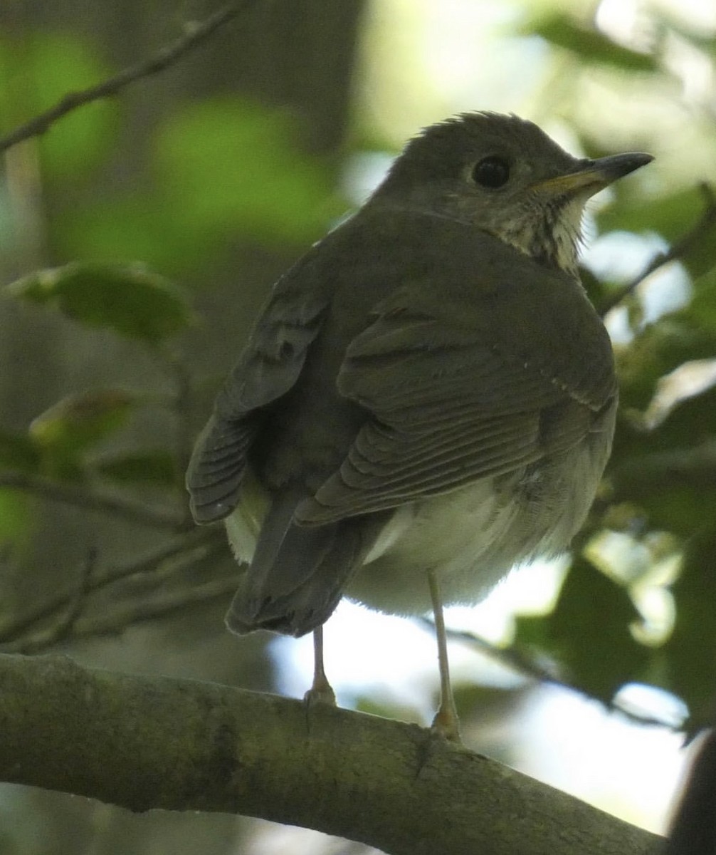 Gray-cheeked Thrush - ML636476155