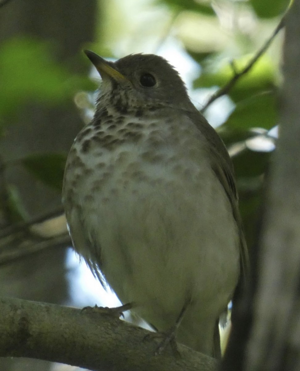 Gray-cheeked Thrush - ML636476156