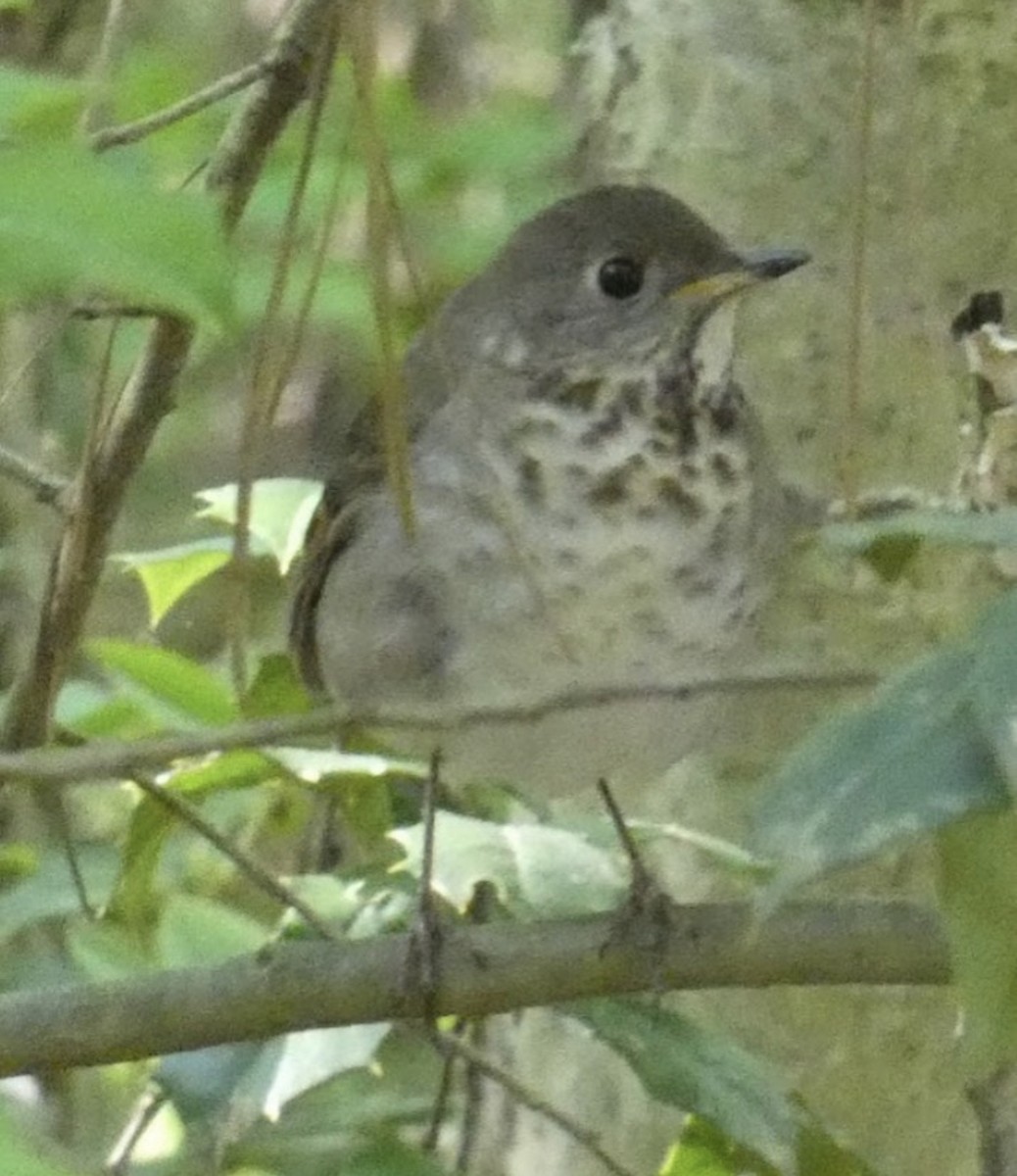 Gray-cheeked Thrush - ML636476157