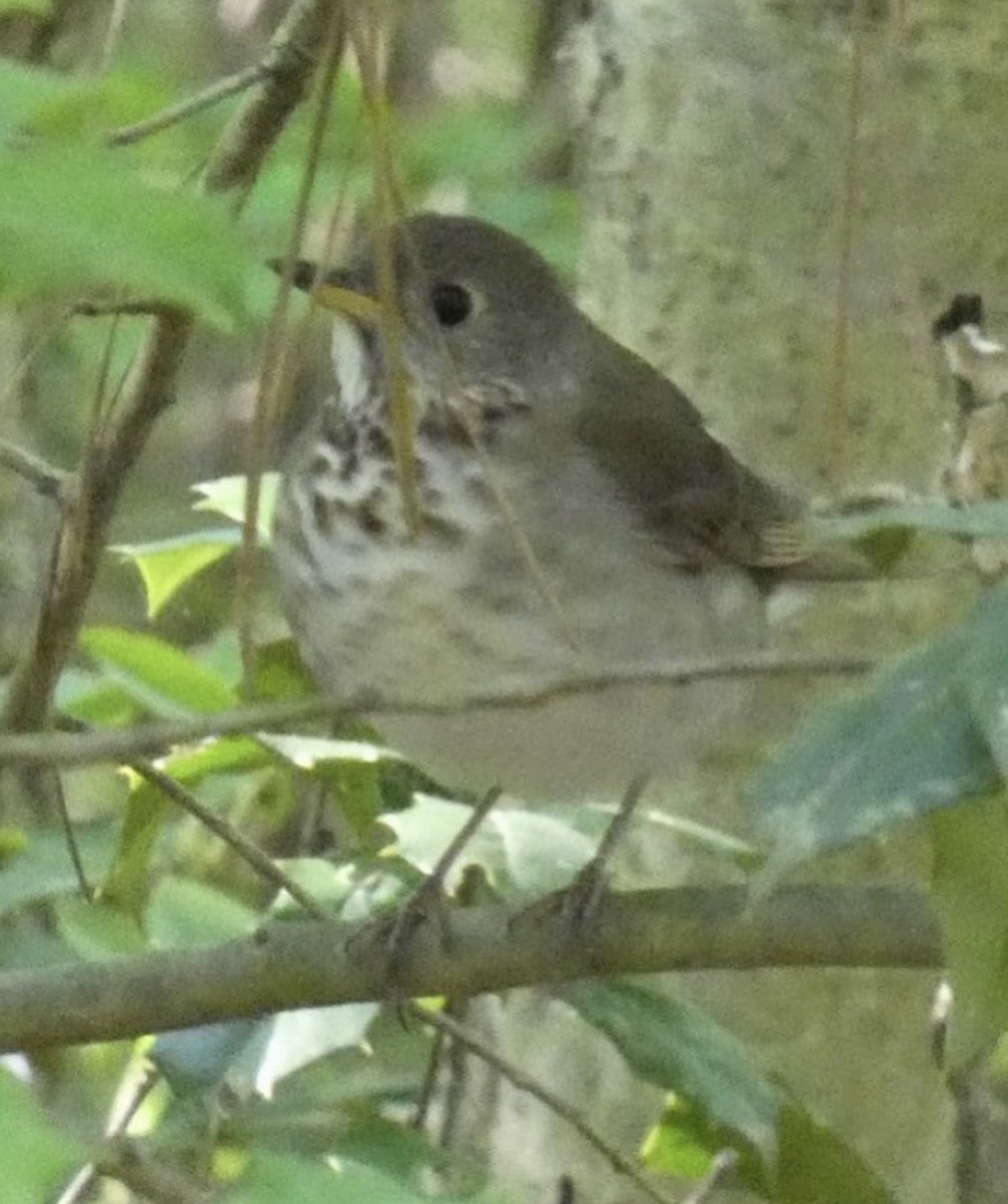 Gray-cheeked Thrush - ML636476158