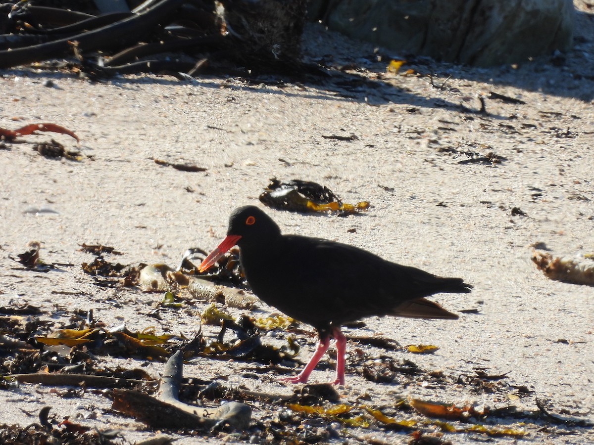 アフリカクロミヤコドリ - ML636476289