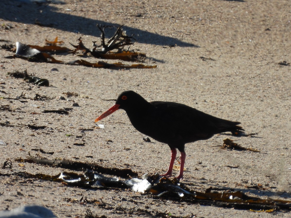 アフリカクロミヤコドリ - ML636476292