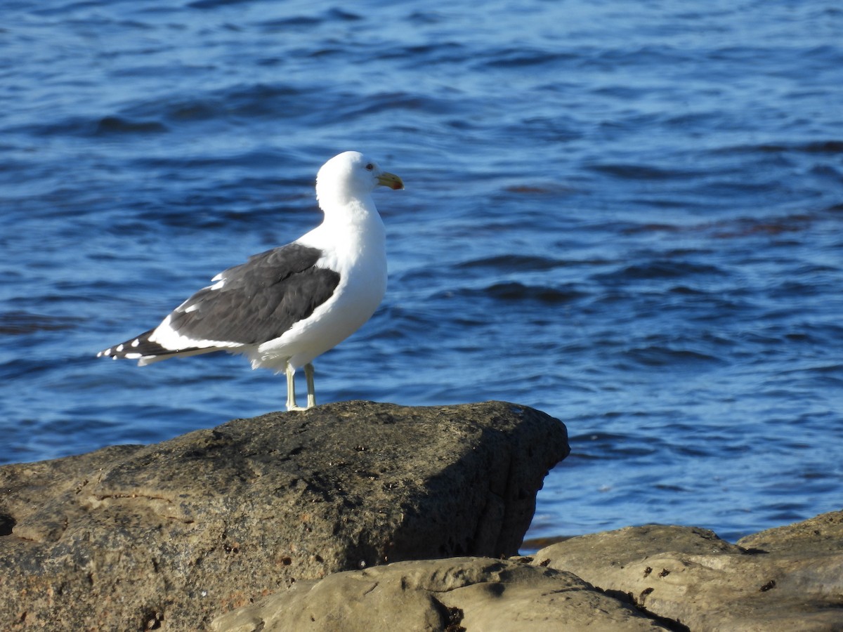 ミナミオオセグロカモメ - ML636476346