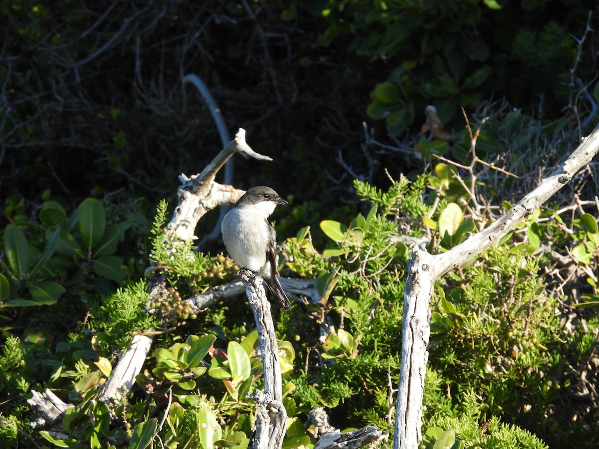 シロハラクロヒタキ - ML636476409