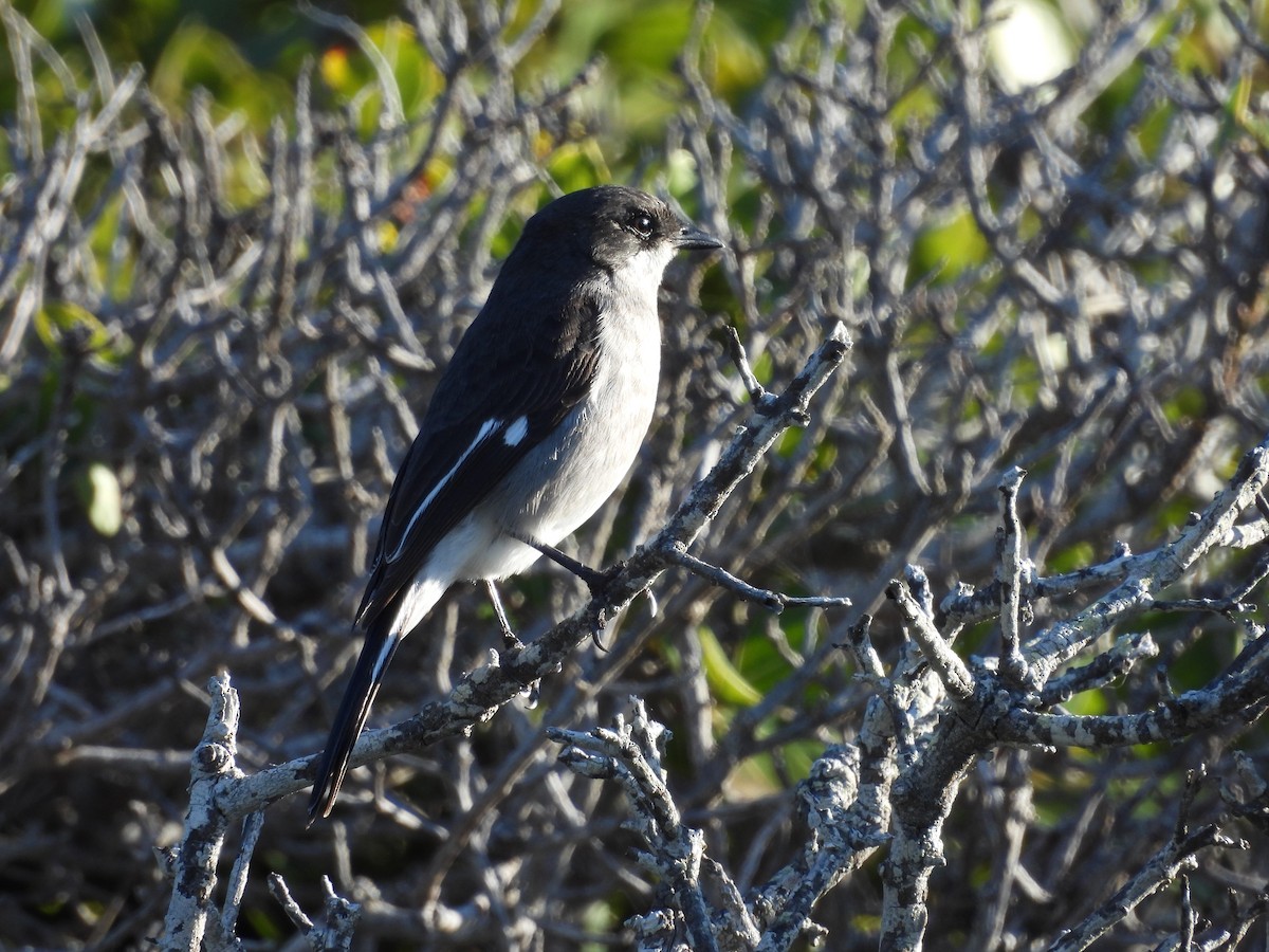 シロハラクロヒタキ - ML636476430