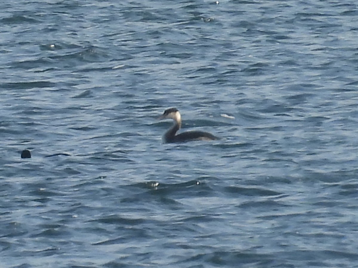Great Crested Grebe - ML636476462