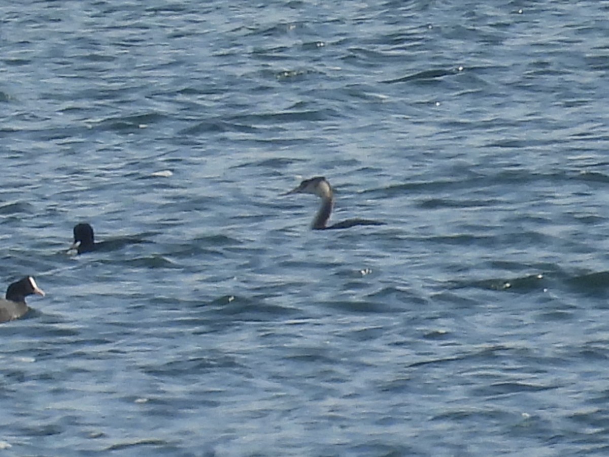 Great Crested Grebe - ML636476463