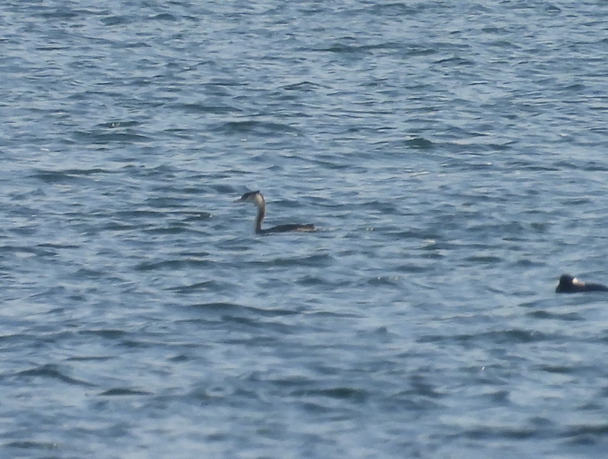 Great Crested Grebe - ML636476464
