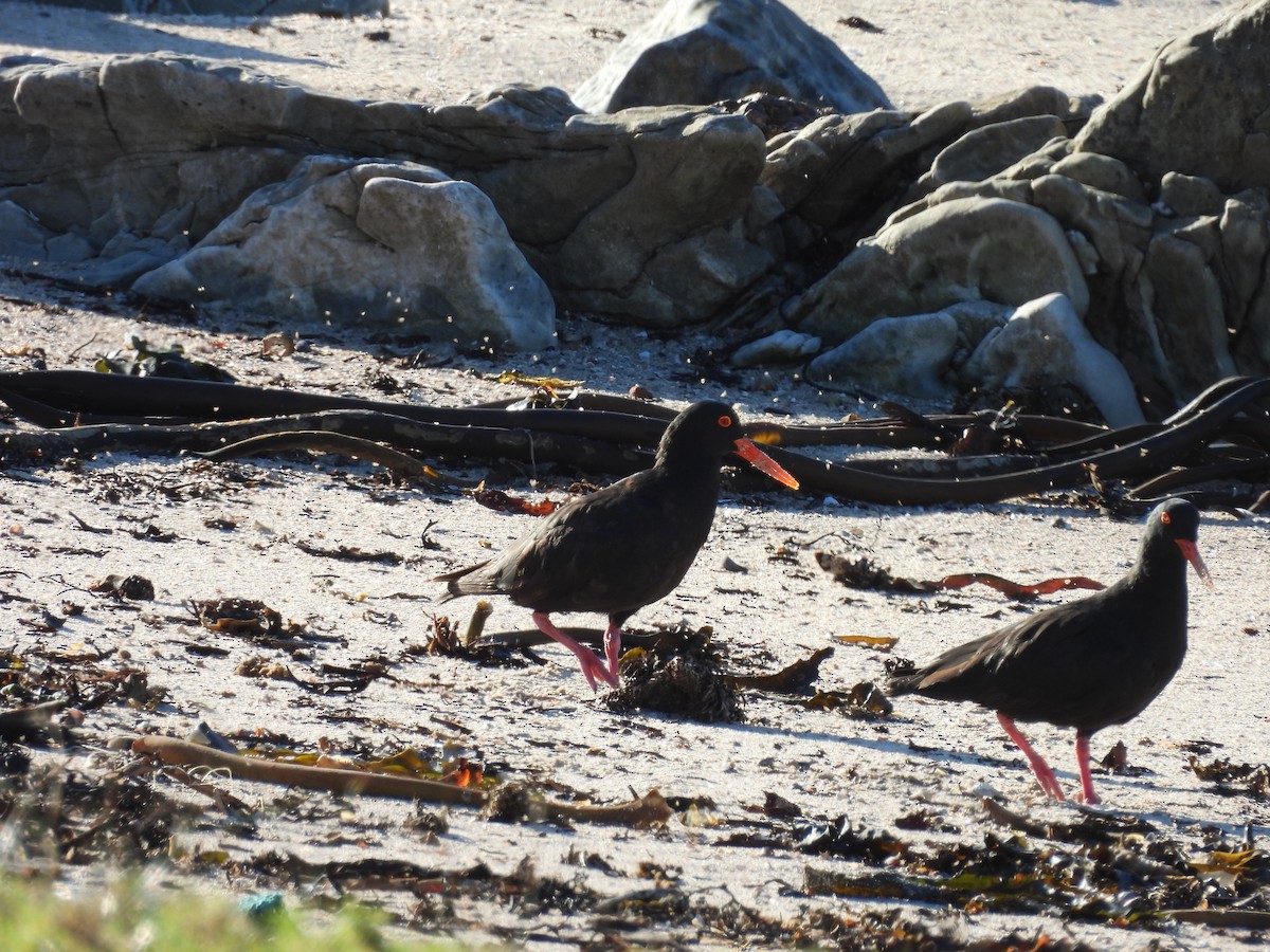 African Oystercatcher - ML636476471