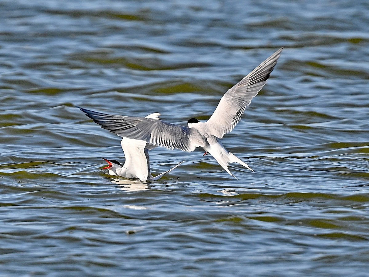 Common Tern - ML636476479