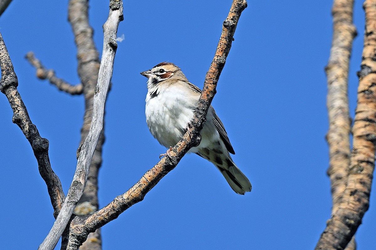 Lark Sparrow - ML636476518