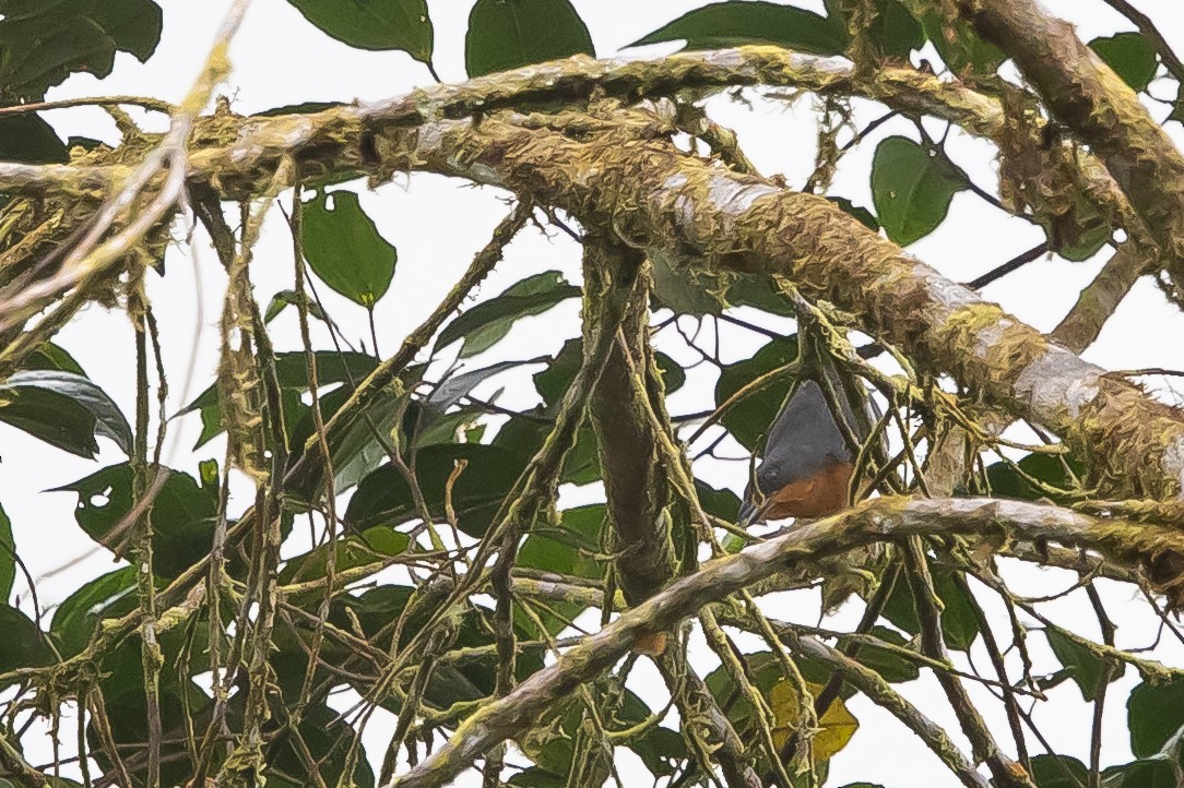 Rufous-crested Tanager - ML636476777