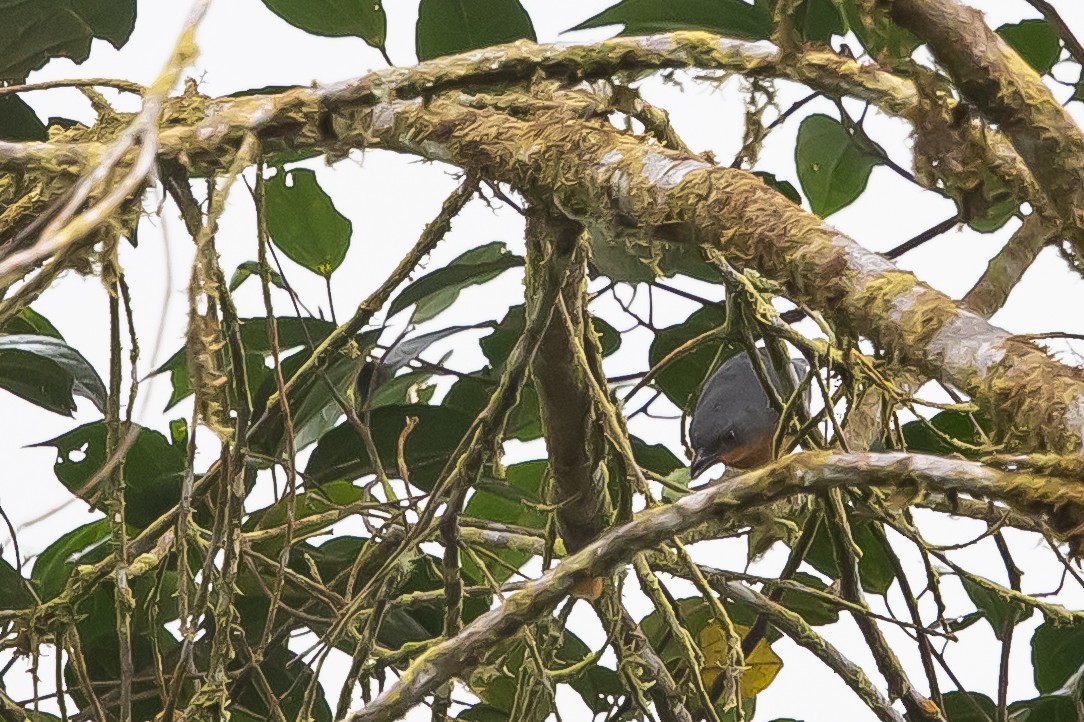 Rufous-crested Tanager - ML636476778