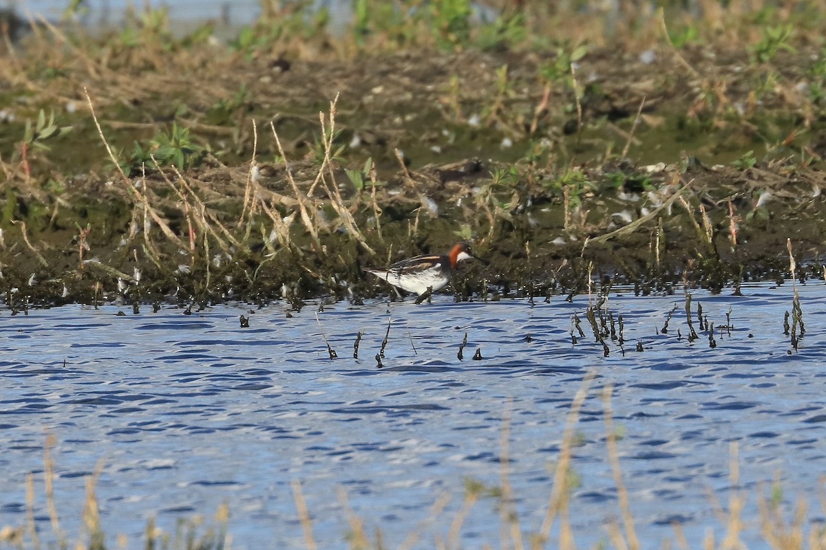 Red-necked Phalarope - ML636476794