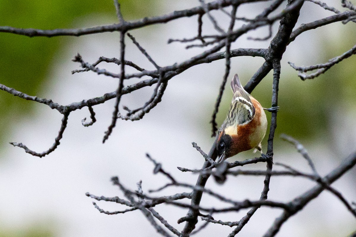 Bay-breasted Warbler - ML636476957