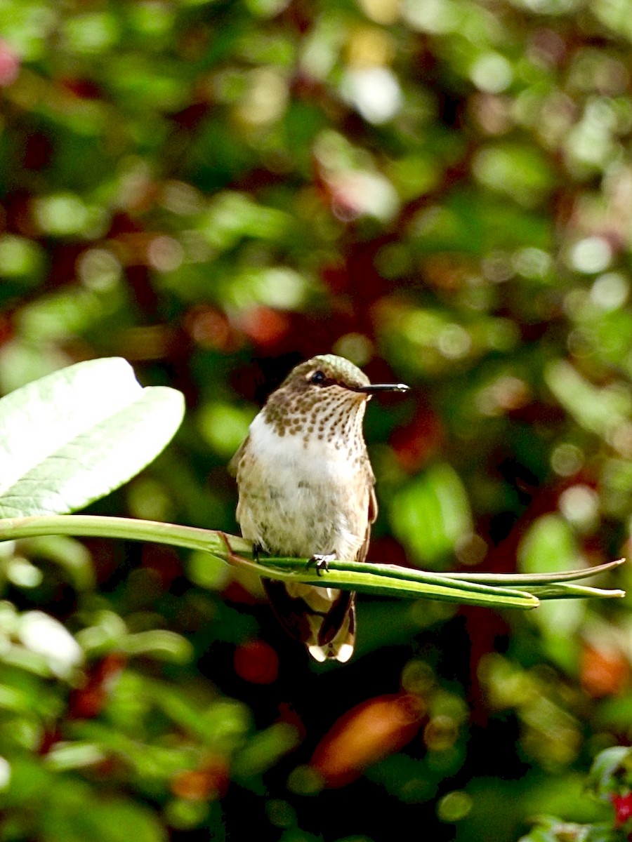 Volcano Hummingbird - ML636477004