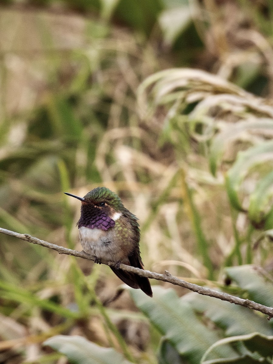 Volcano Hummingbird - ML636477005