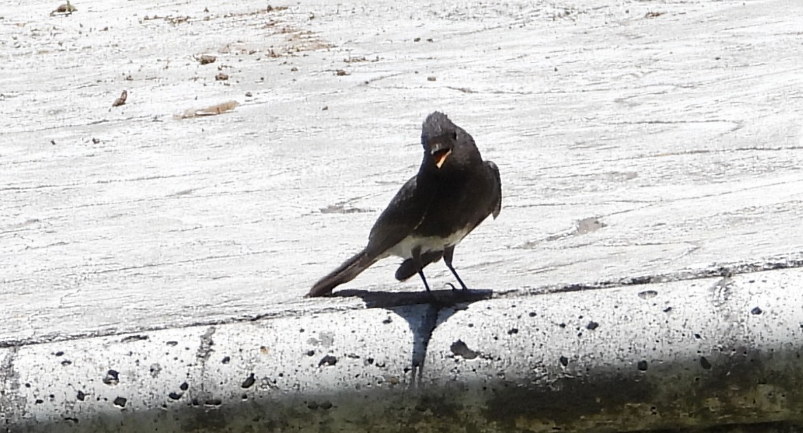 Black Phoebe - ML636477032