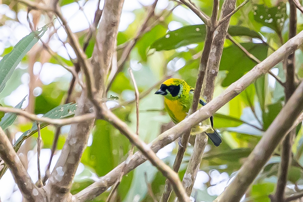 Green-and-gold Tanager - ML636477041