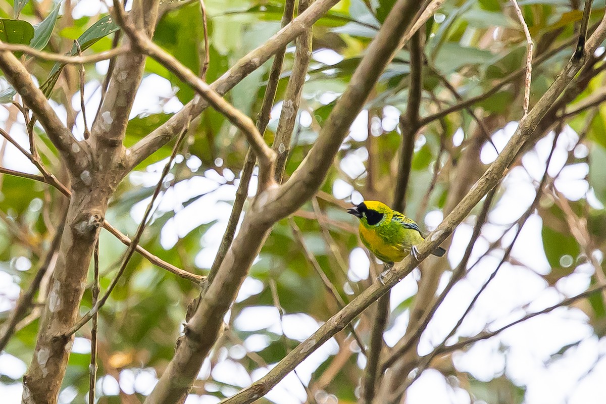 Green-and-gold Tanager - ML636477049