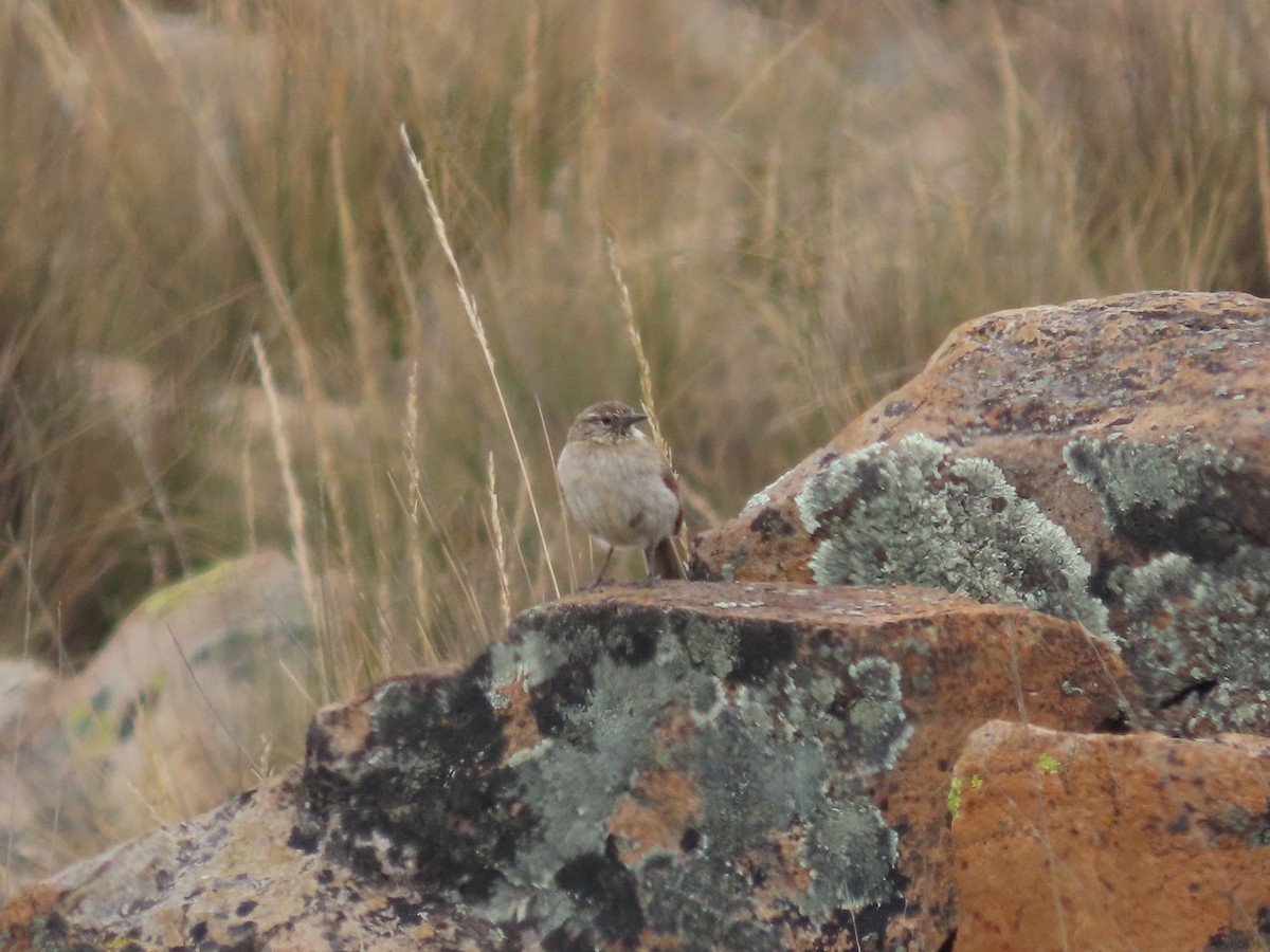 Streak-throated Canastero - ML636477065