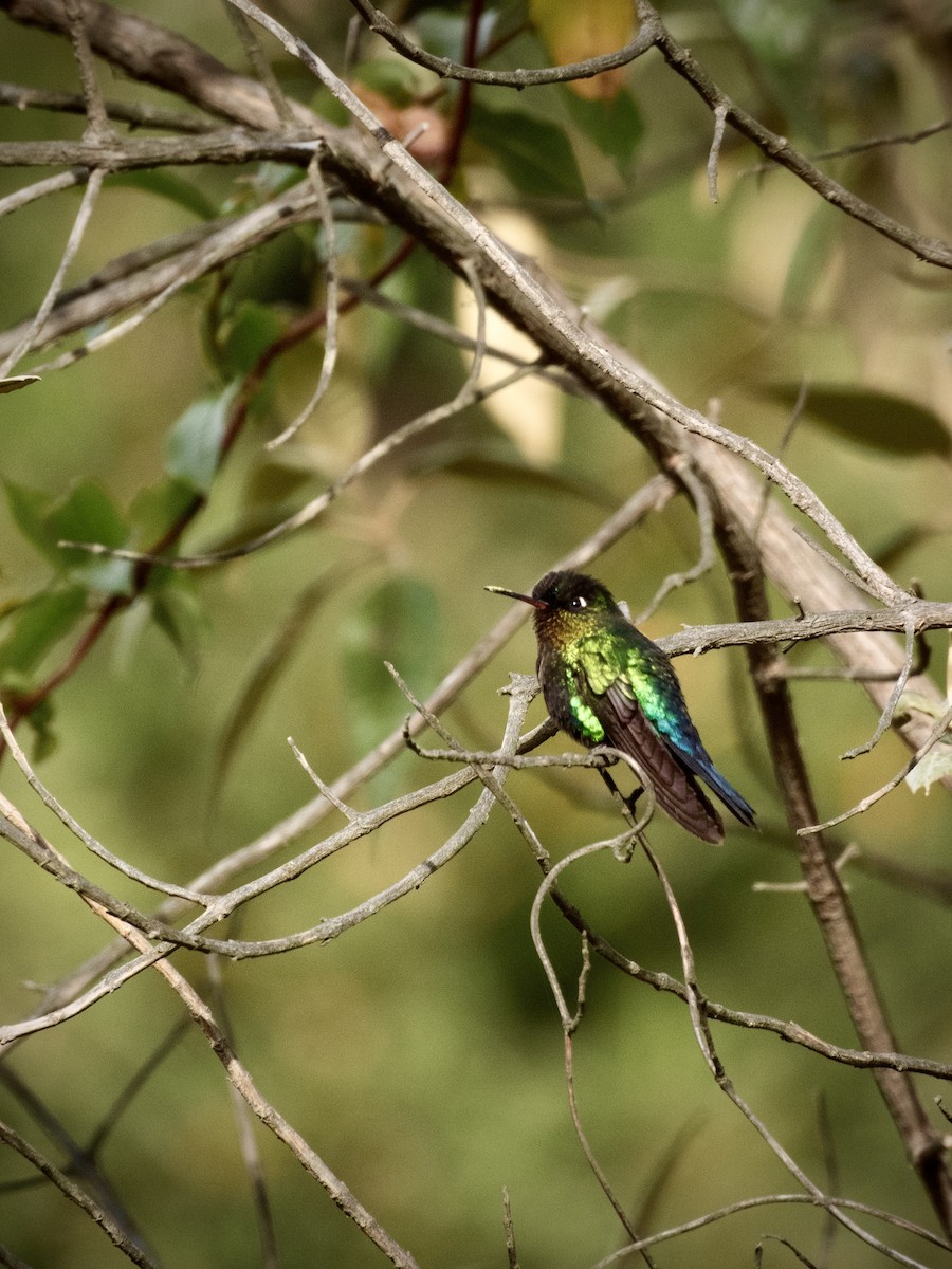 Fiery-throated Hummingbird - ML636477081