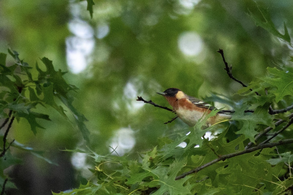 Bay-breasted Warbler - ML636477099