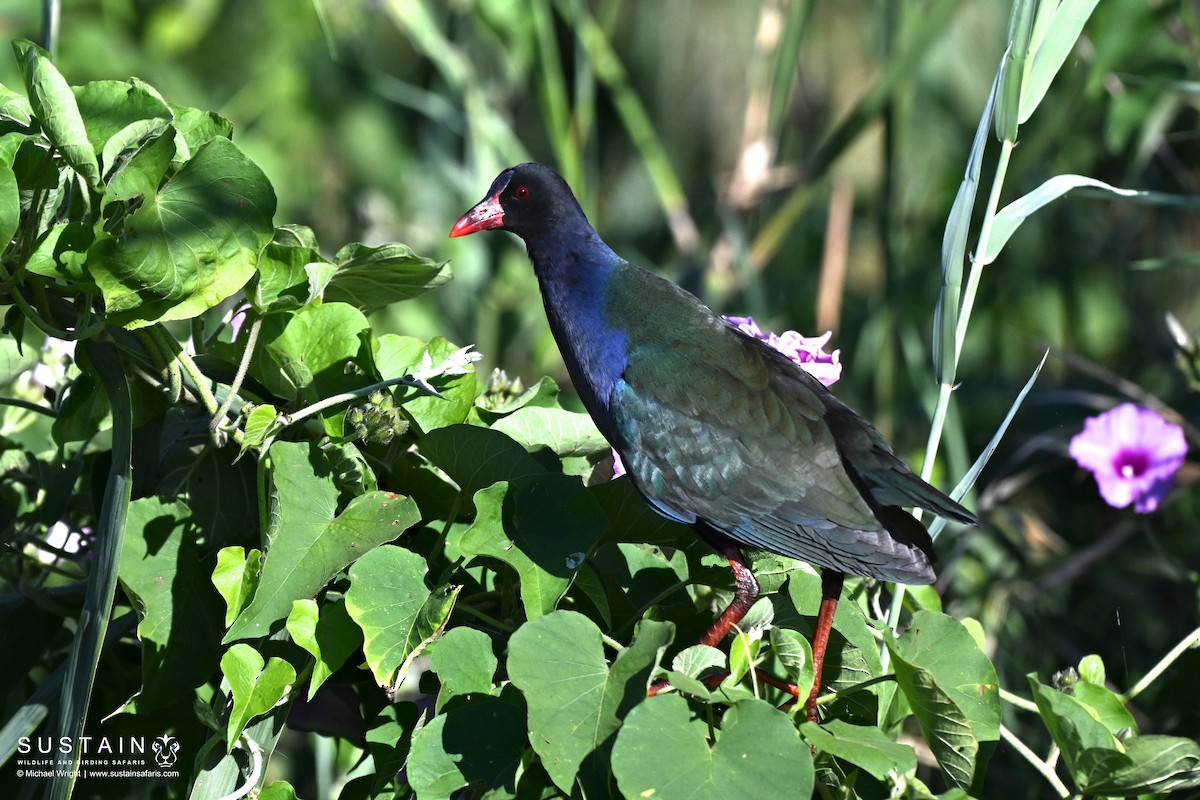 Allen's Gallinule - ML636477101