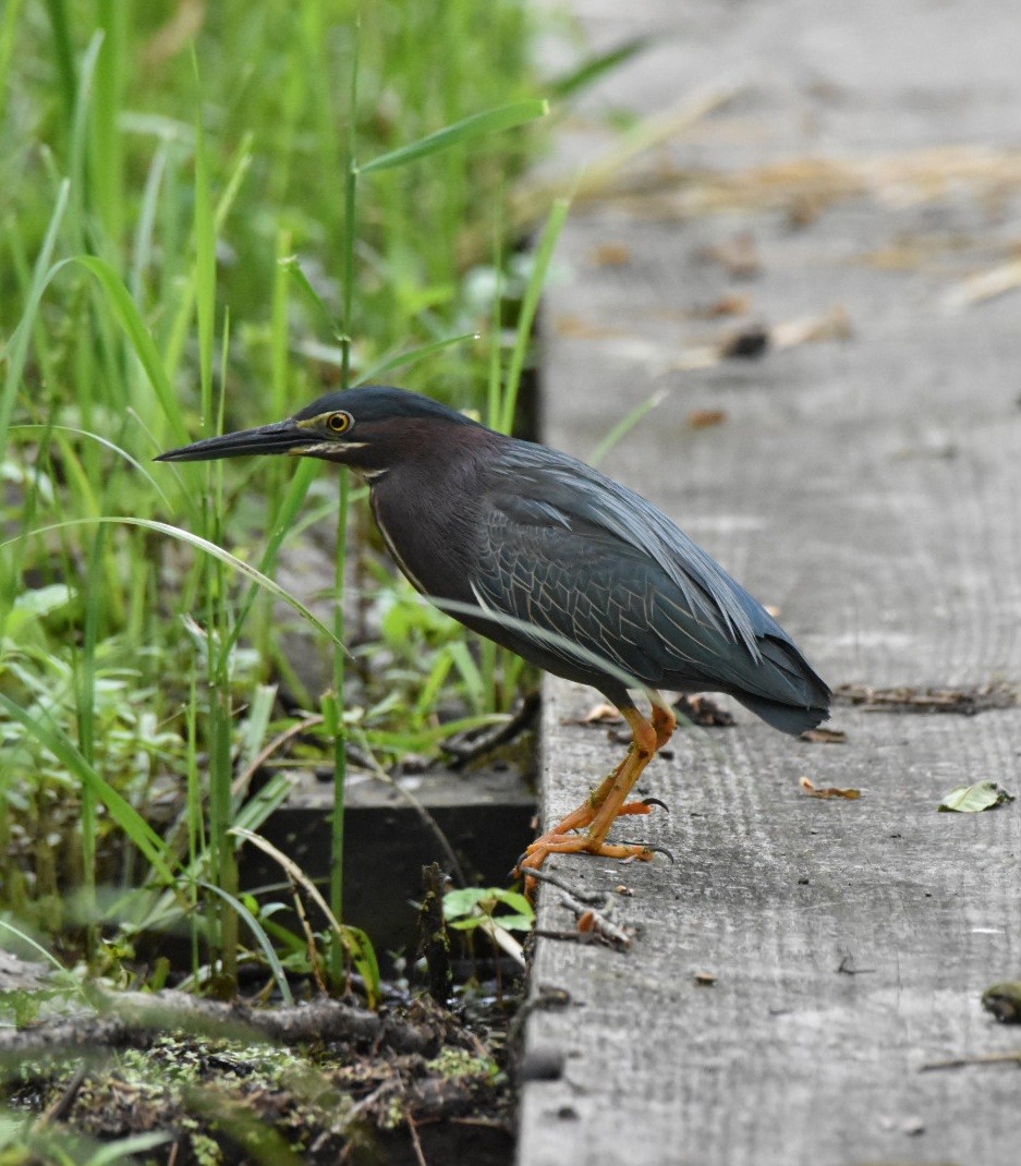 アメリカササゴイ - ML636477128