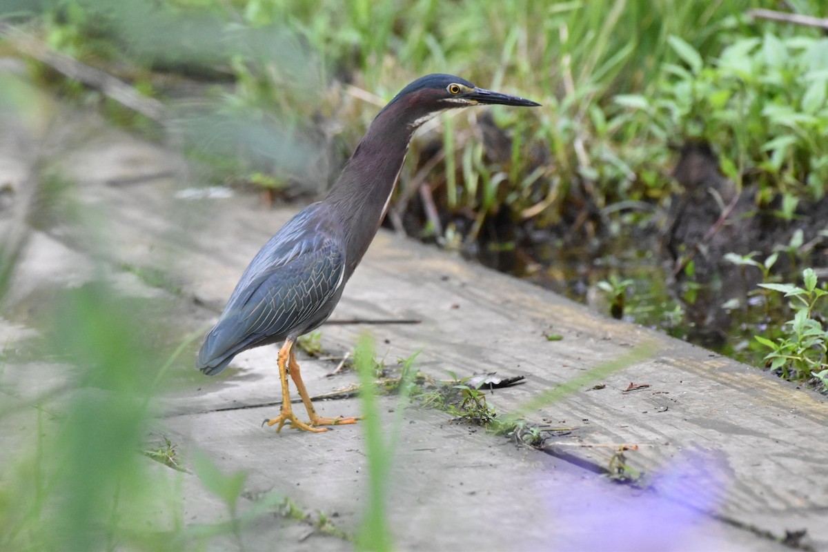 アメリカササゴイ - ML636477129