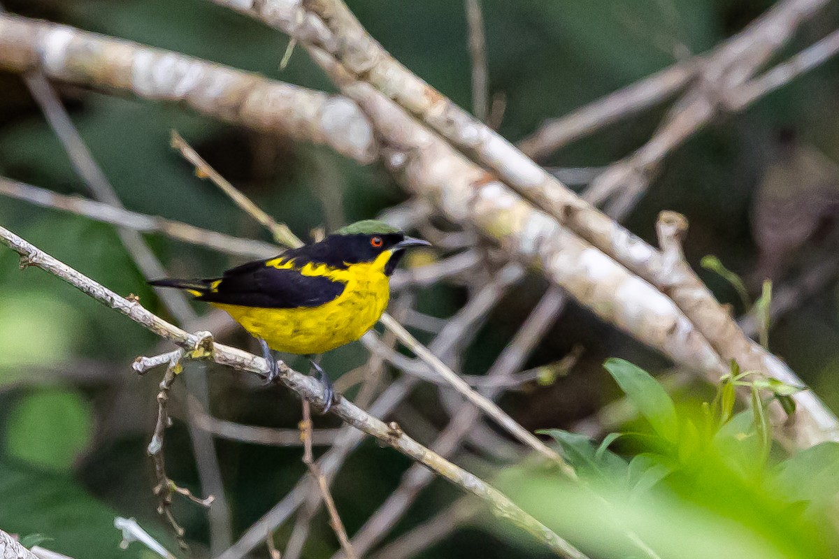 Yellow-bellied Dacnis - ML636477158