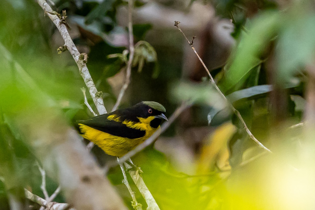 Yellow-bellied Dacnis - ML636477159