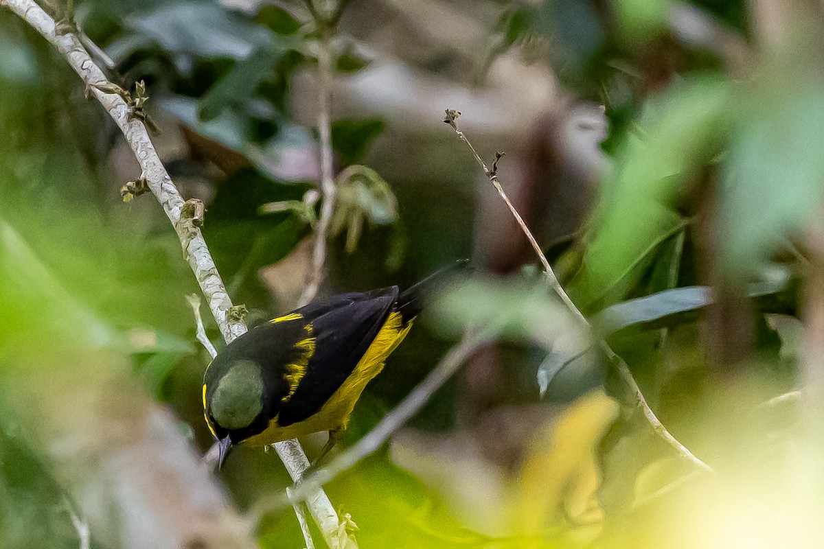 Yellow-bellied Dacnis - ML636477187