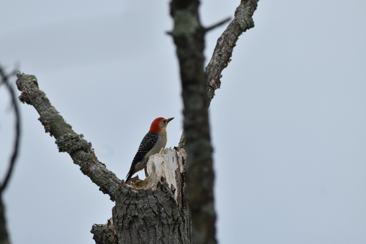 シマセゲラ - ML636477188