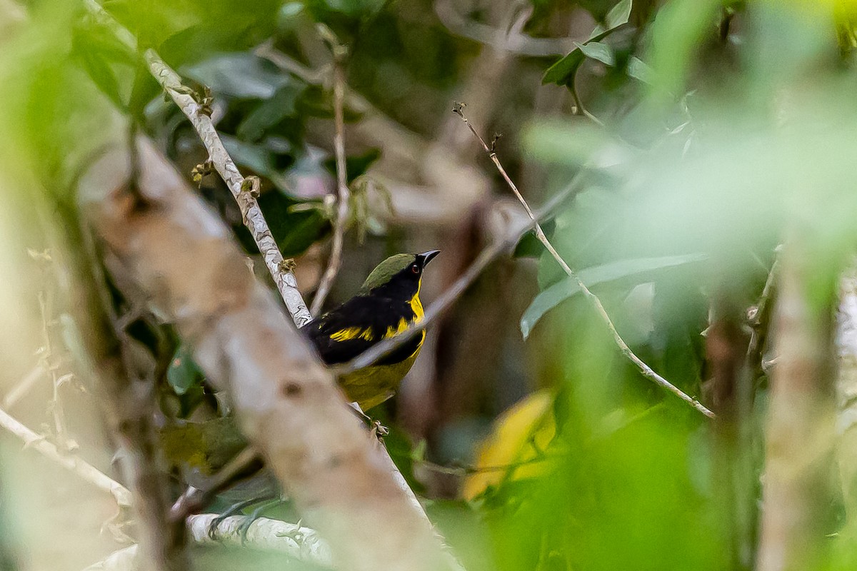 Yellow-bellied Dacnis - ML636477191