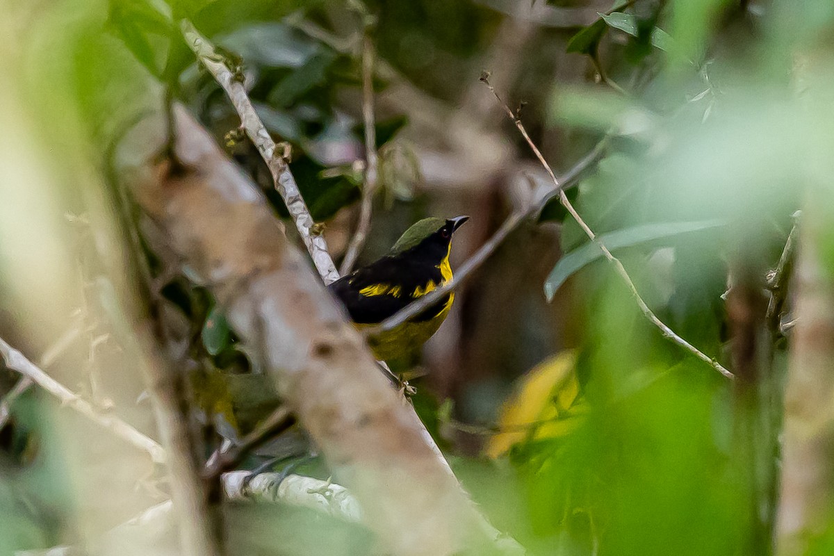 Yellow-bellied Dacnis - ML636477197